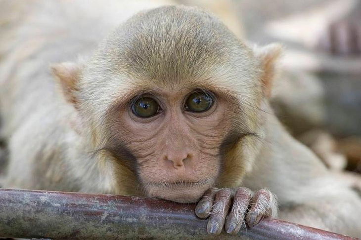 Китайская вакцина от коронавируса успешно прошла испытания на обезьянах