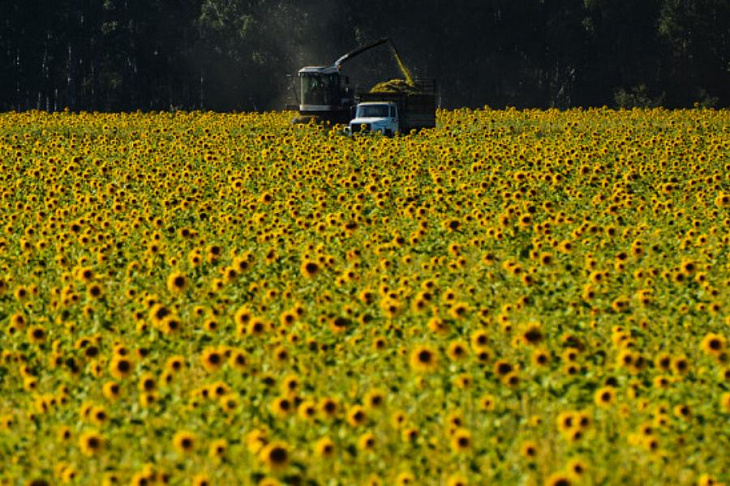 В России начало дешеветь подсолнечное масло