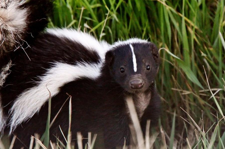 Вредно ли вдыхать противные запахи?