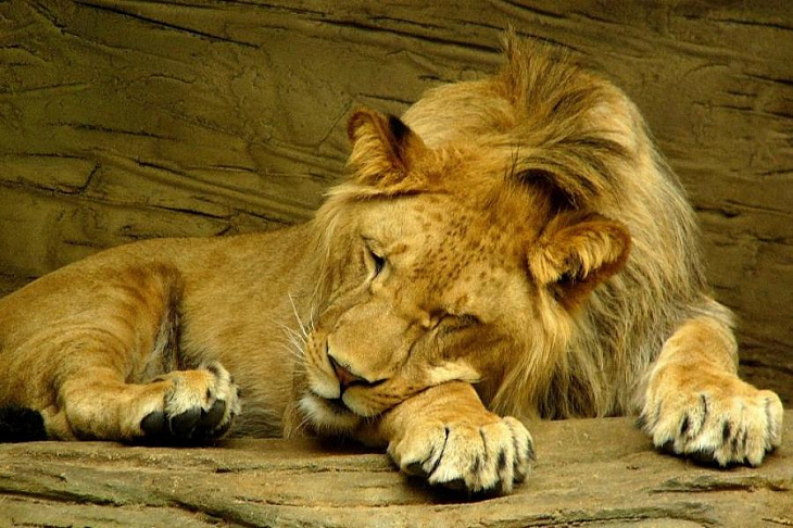 Вредно ли дремать после обеда?