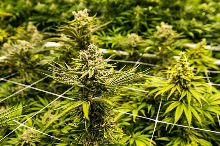 Исследователи сделали обезболивание с помощью марихуаны более безопасным