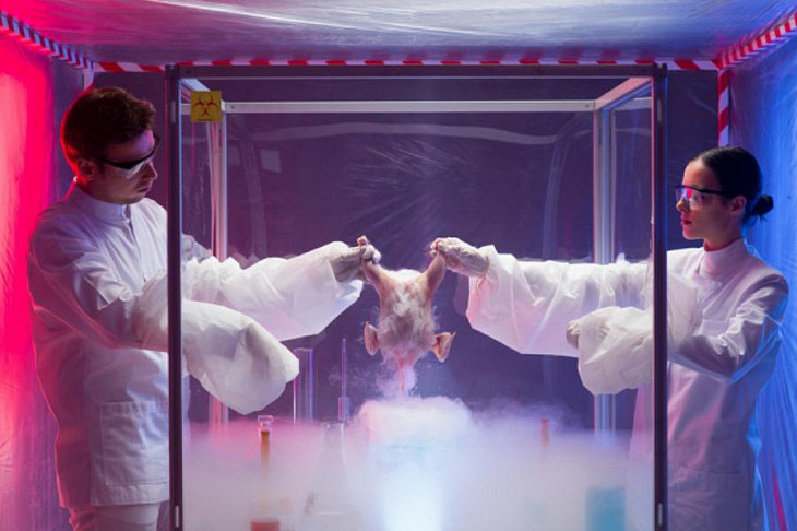 Вирусологи оценили риск эпидемии птичьего гриппа среди людей