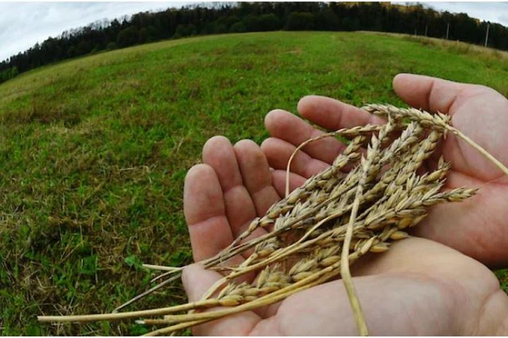 Золотые сотки