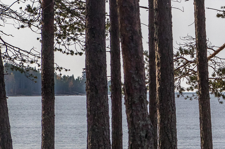 Росреестр исправил ошибки о 43 тысячах лесных участков