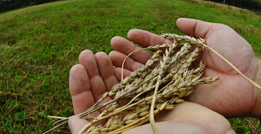 Золотые сотки