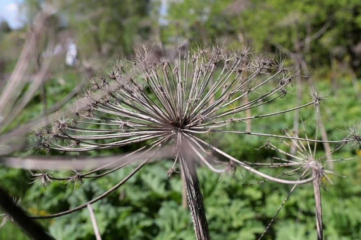 Откуда в России столько ядовитого борщевика и как его победить?