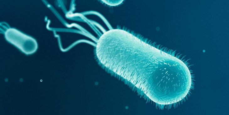 Кишечную палочку уличили во влиянии на рак прямой кишки