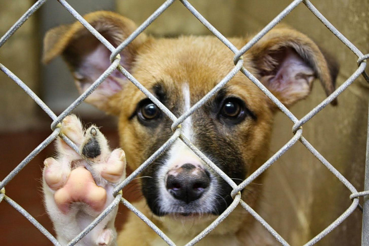 Из места в вольер