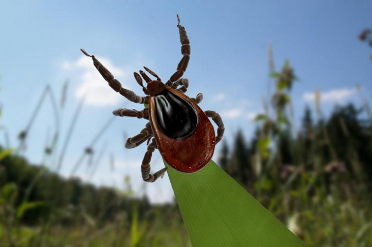 Тест на клещевой энцефалит сделали из мельчайшей светящейся молекулы