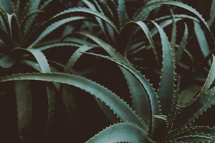 Названы лучшие растения-помощники для психики