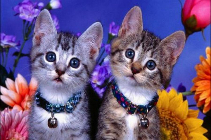 Появился онлайн-сервис по поиску пропавших домашних животных