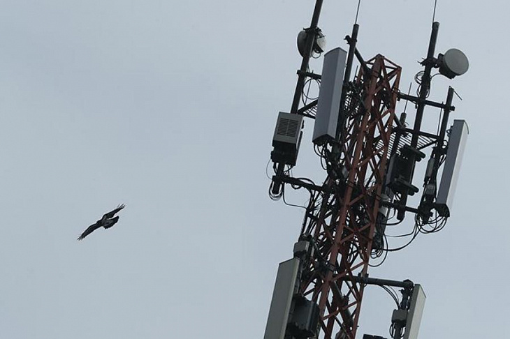 Эксперт прокомментировал прогноз роста цен на сотовую связь в России