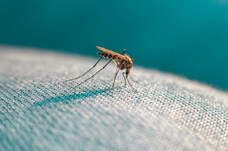 Укус с писком. Какие болезни переносят комары?