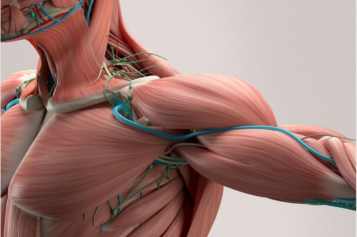 Эксперты узнали, как улучшить состояние мышц и увеличить силу