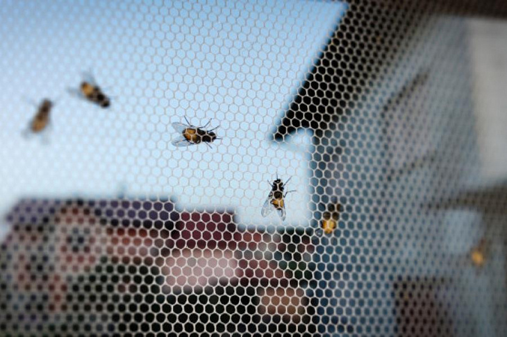 Как избавиться от мух: 9 проверенных способов и советы эксперта