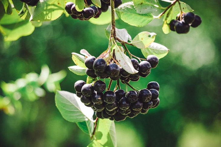 Диетолог рассказала о вреде поздних обедов