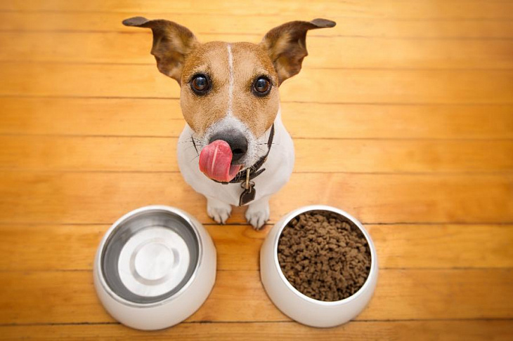 «ВкусВилл» запустил доставку зоотоваров из «Бетховена»