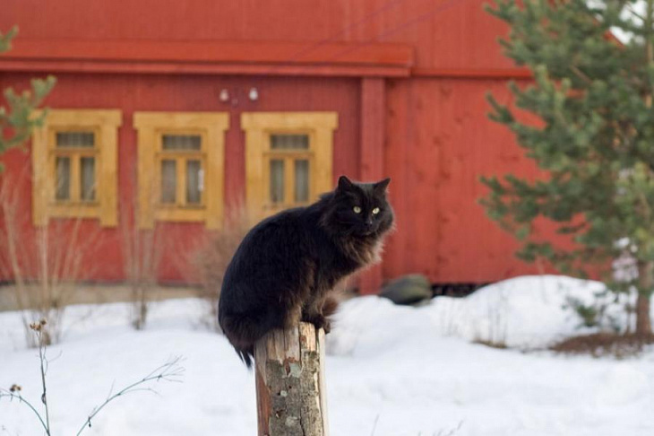 Опасные дачи: 7 мошеннических схем при покупке загородного жилья