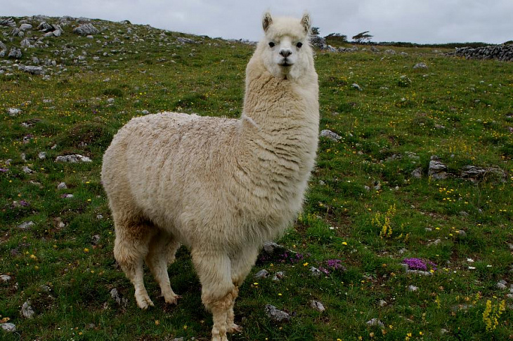 Ламы могут подарить лекарство против коронавируса COVID-19