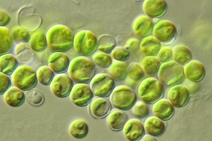 Микроводоросли могут стать отличным источником жирных кислот омега-3