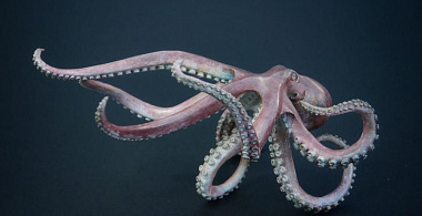 Осьминоги помогут совершить революцию в трансплантологии