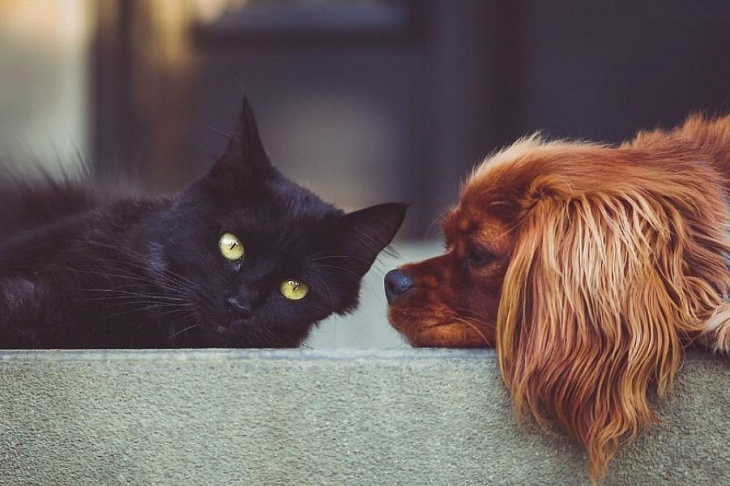 Сеть «Бетховен» запустила экспресс-доставку товаров