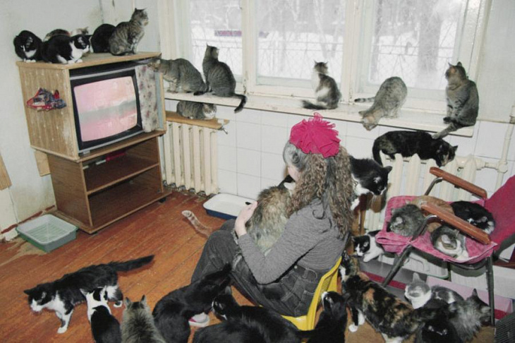 Кошкин дом: что делать, если квартира соседей стала приютом для животны