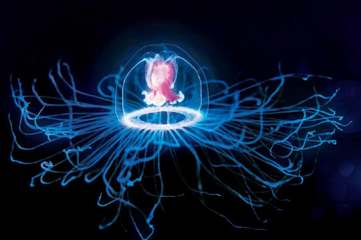 Единственное существо, которое научилось жить вечно