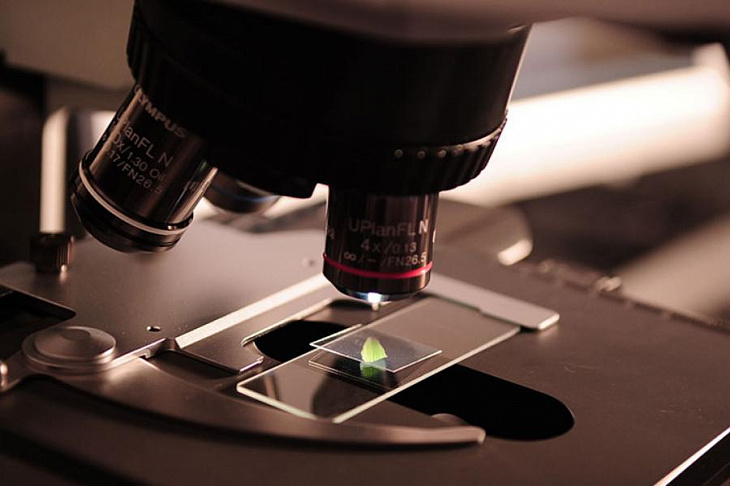 Измененный вирус оспы помог вылечить рак поджелудочной