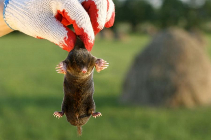 Ультразвук, нарциссы и кофе: 7 гуманных способов прогнать крота с участка 