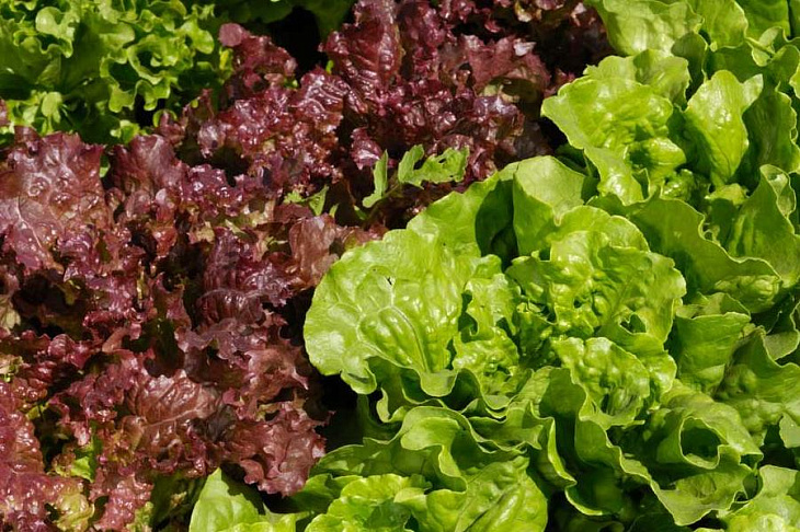 Неправильно вымытая зелень может стать источником серьезных проблем