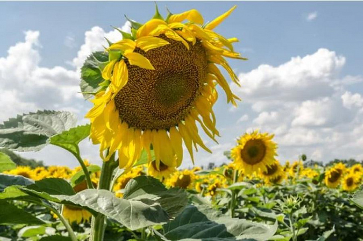 Подсолнечнику становится жарко