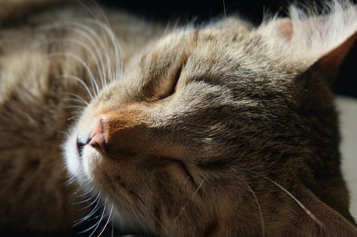 Сомнолог назвала самую полезную позу для сна