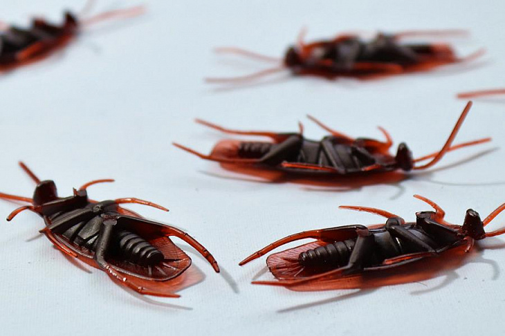 Как избавиться от тараканов: пошаговая инструкция