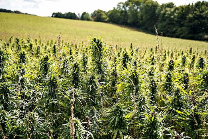 Исследователи заявляют об исключительном вреде марихуаны