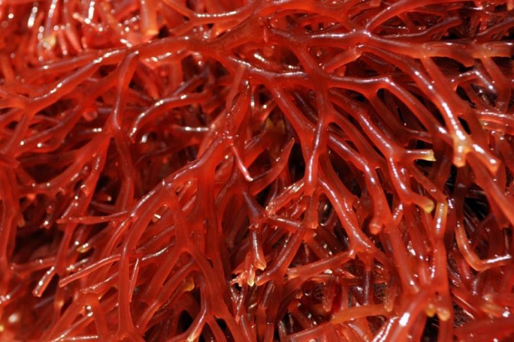 Водоросли оказались источником противоракового агента