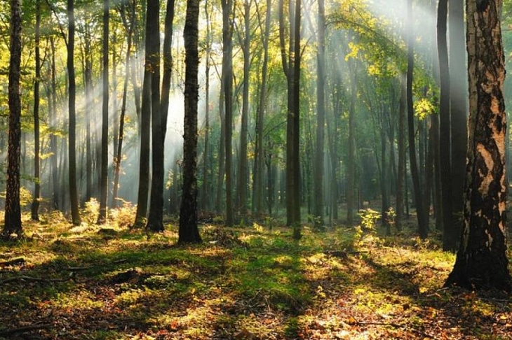 Кардиологи советуют жить в максимально зеленых районах