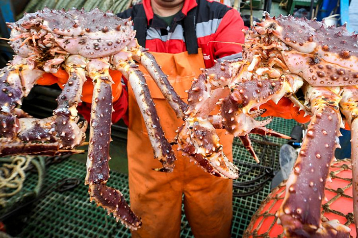 «Регулярные акции устрашения»: работники компаний из дела «крабового короля» пожаловались Путину 