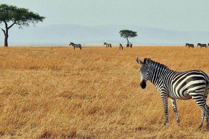 Африка покончила с диким полиовирусом. Но есть еще полиомиелит вакцинного происхождения