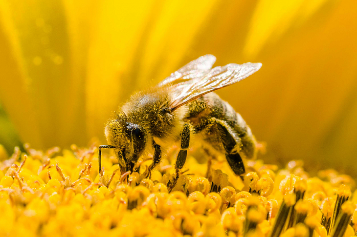 Исследователи хотят использовать пчел для поиска людей с COVID-19
