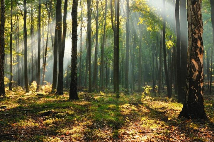 Сезон активности клещей начался, предупреждают врачи